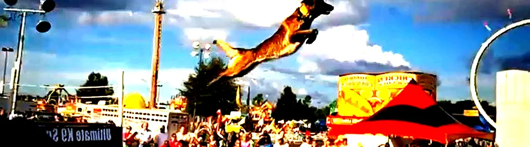The Canine Stars Stunt Dog Show