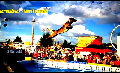 The Canine Stars Stunt Dog Show