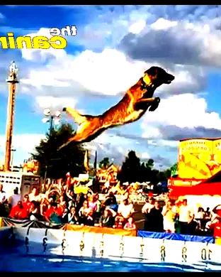 The Canine Stars Stunt Dog Show